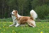 BORDER COLLIE 932